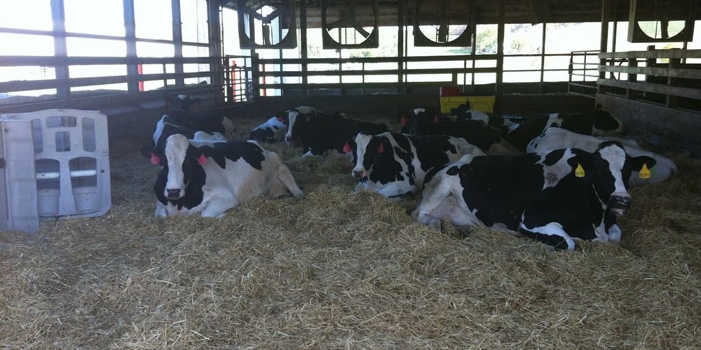 stressed dairy farmer in a rundown farm